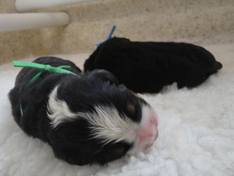 The Russian Boys Litter - Newborn Pictures