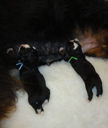 The Russian Boys Litter - Newborn Pictures