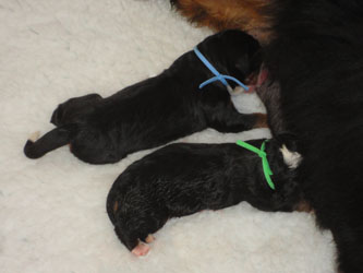 The Russian Boys Litter - Newborn Pictures