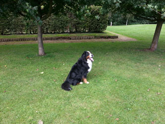 Honey at Stafford Castle 2013