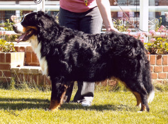 Harvey winning Best of Breed at 18 months