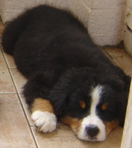 Amy as an 8 week puppy