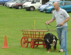 Mervyn working Amy on the Beginners Carting Course at the CBMDC Open Show