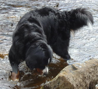 Amy at 2 1/4 years enjoying the water up on the North Yorkshire Moors
