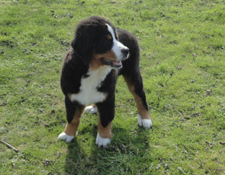 Bailey at Four Months