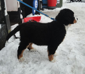Bailey at Three Months Old