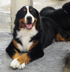 Bailey at 10 Months