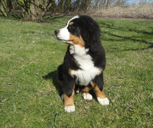 Bailey at Four Months