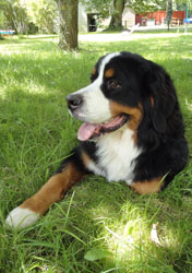Bailey at 9 Months