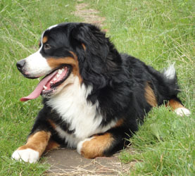 Bailey at 8 Months