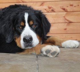 Bailey at One Year Old