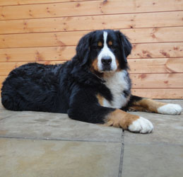 Bailey at One Year Old