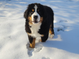 Bailey at Three Months Old