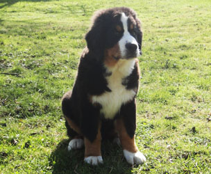 Bailey at Four Months
