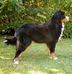 Bailey at 11 Months