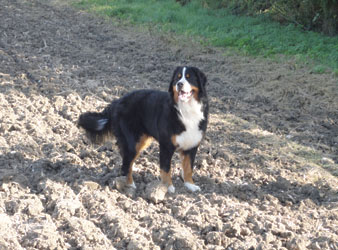 Bailey at 10 Months