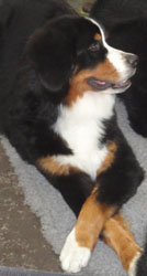 Bailey at 7 Months