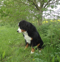 Bailey at Six Months