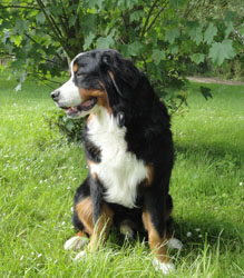 Bailey at 7 Months