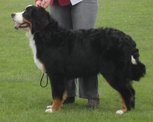 Bailey at 7 Months