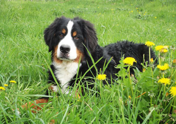 Bailey at Six Months