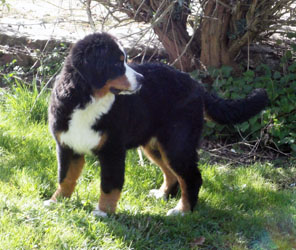 Bailey At Five Months