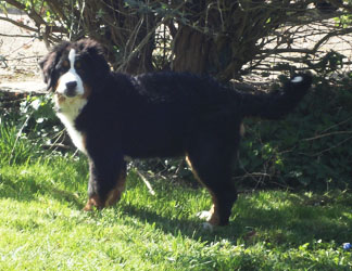 Bailey At Five Months