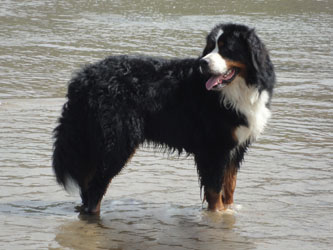 Bailey at Two & A Quarter Years Old