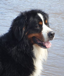 Bailey at Two & A Quarter Years Old