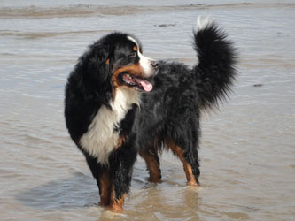 Bailey at Two & A Quarter Years Old
