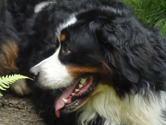 Bailey at 24 Months