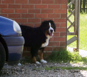 Bailey At Five Months