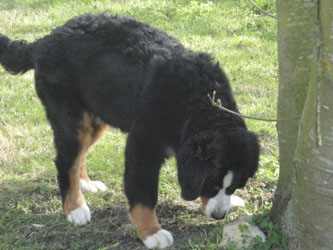 Bailey At Five Months