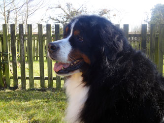Bentley at Five and a Quarter Years Old