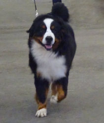 George Best Puppy in Breed at Birmingham National Championship Show
