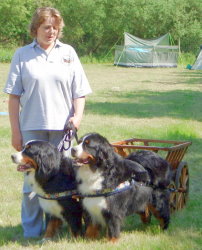 Amy & Sophie harnessed as a brace