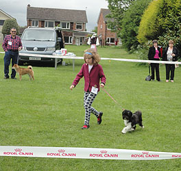 Chloe showing Lily (Clancaniter Lily Potter at Pasturegreen) in the Companion Show