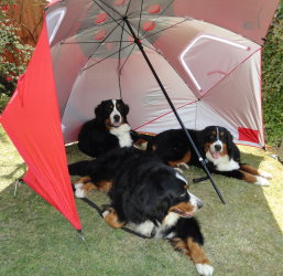Dogs enjoying the shade of our shade umbrella, Amy front, Merlin back and Katie Right