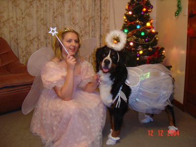 Philippa & Sophie as Fairies.  These two won 1st prize at the Southern Bernese Mountain Dog Club Christmas Party Fancy Dress Class Christmas 2004