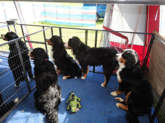 Our Eight Bernese in our Caravan Awning