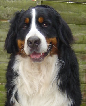 Harvey at 25 months