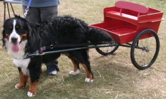 Harvey with our Two Wheel Buggy