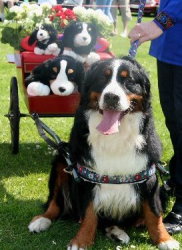 Harvey pulling his two wheel buggy in a parade