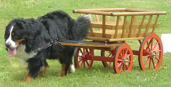 Harvey at 3&frac12; Years