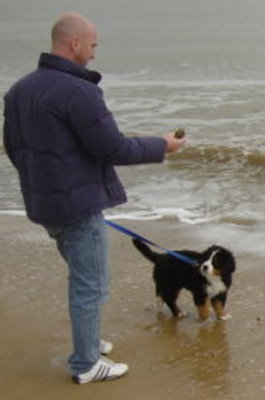 Harvey at 9 weeks, fully innoculated and being socialised with Mervyn on the beach