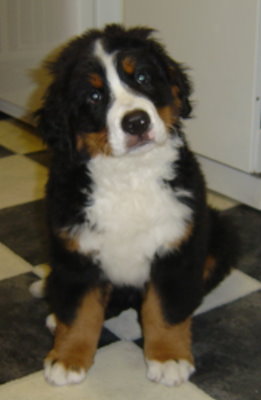 Harvey at 10 weeks