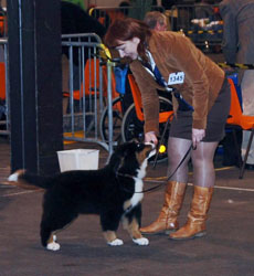 Henry being shown by Svetlana Avseenko at his very first show in Beligum
