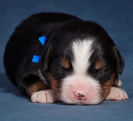Henry at Five Days Old