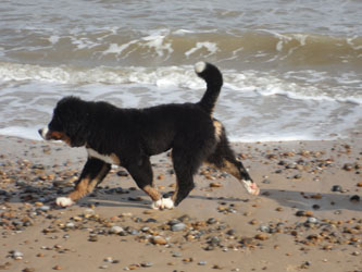 Henry at Five & A Half Months