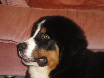 Henry at 4&frac12; Months Old
